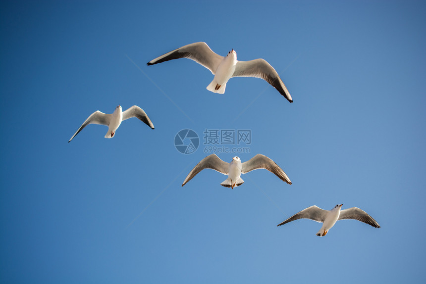 海鸥作为背景在天空中飞翔图片