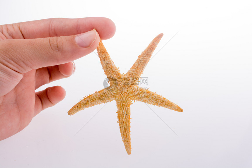 手握着白色背景的美丽橙色海星图片