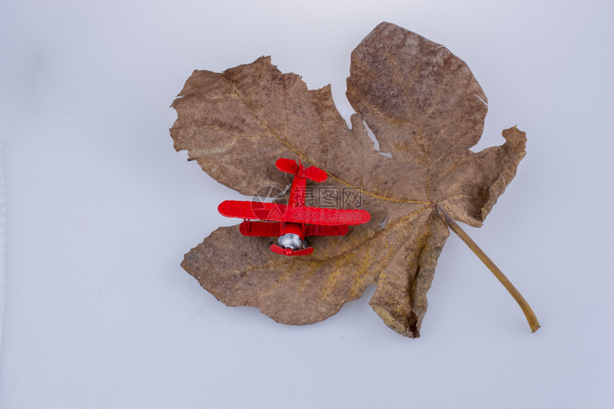 小型的红色玩具飞机放在干枯的枫叶上图片