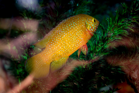 美丽的多彩鱼类在水族馆环境中游泳背景图片