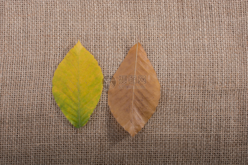 秋季树叶在亚麻布上图片