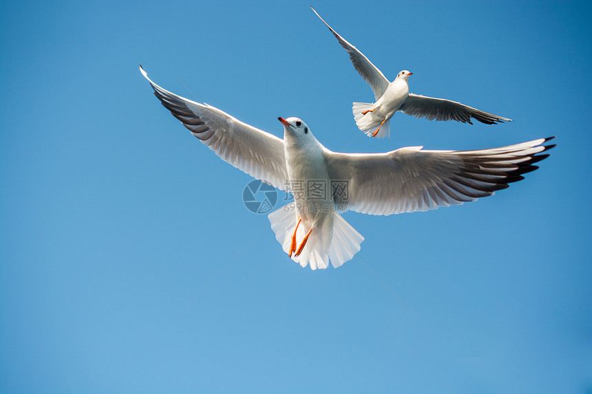 蓝天空背景的单海鸥飞行图片