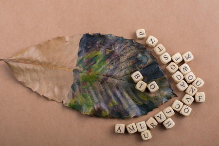 干叶周围用木制成的字母立方体图片