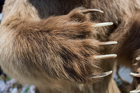 树懒熊棕熊爪有锋利的子背景