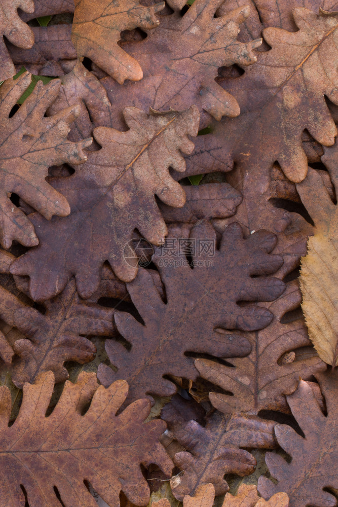 秋天背景的绳子和干叶图片
