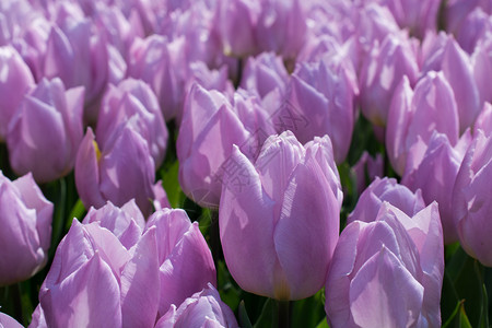 紫色的郁金香花春园图片