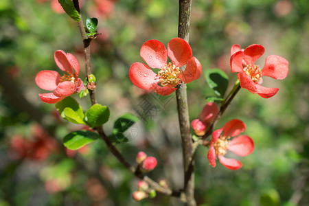 春季花朵图片