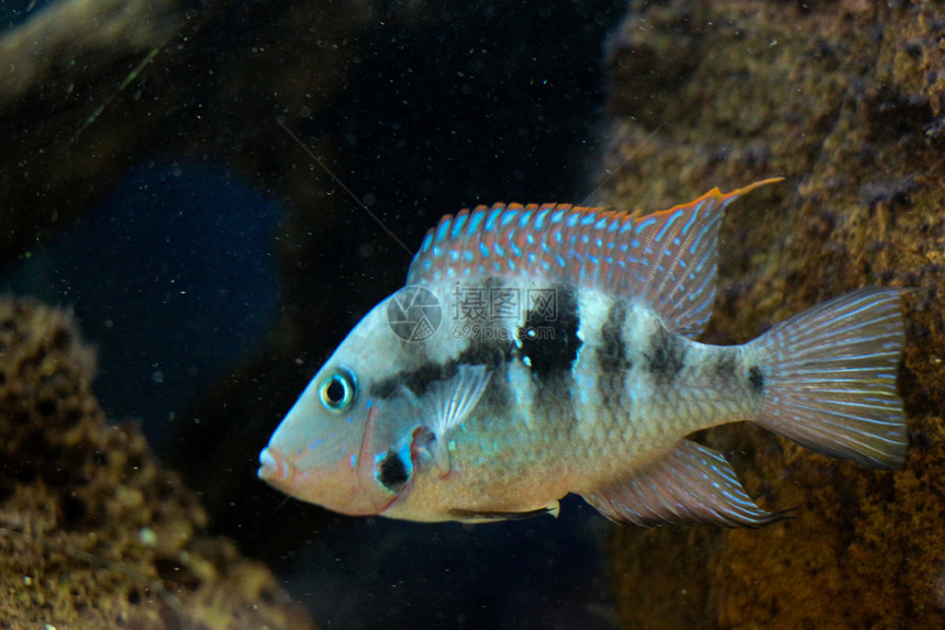 美丽的多彩鱼类在水族馆环境中游泳图片