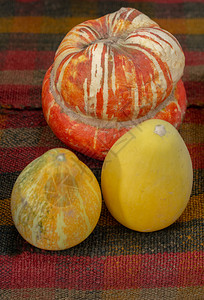 橙色南瓜和两只小黄图片