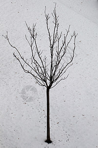 冬季的青树苗图片