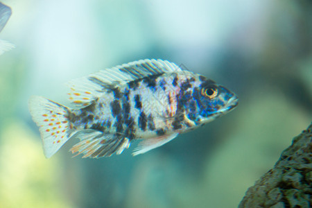 美丽的多彩鱼类在水族馆环境中游泳背景图片