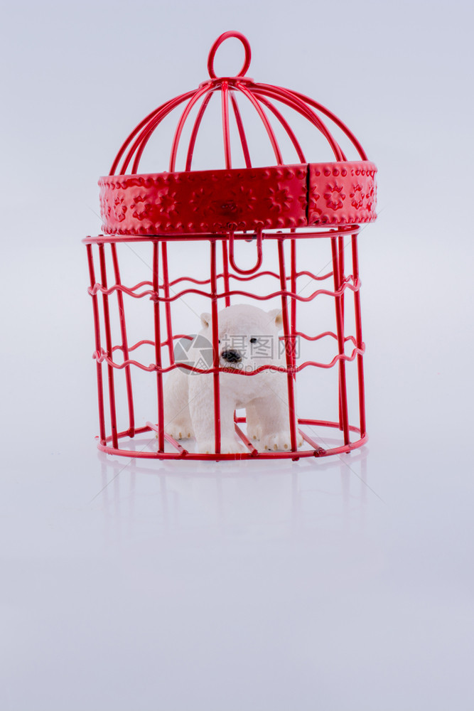 北极熊被囚禁在白背景的笼中图片