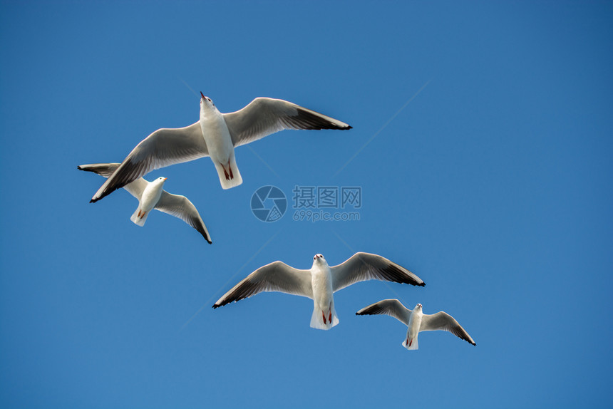 海鸥以蓝天为背景在飞行图片