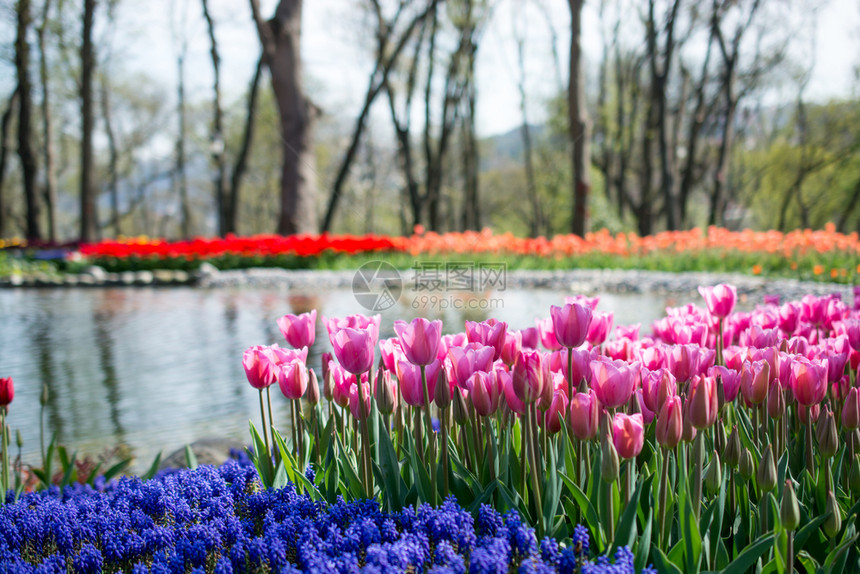 春天的郁金香花园充满了各种颜色的郁金香图片