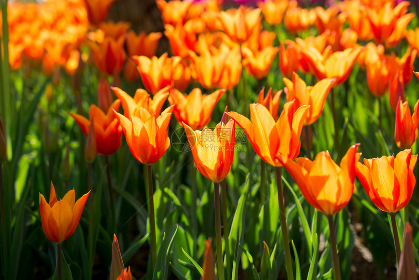 春天自然界不同颜色的郁金香图片