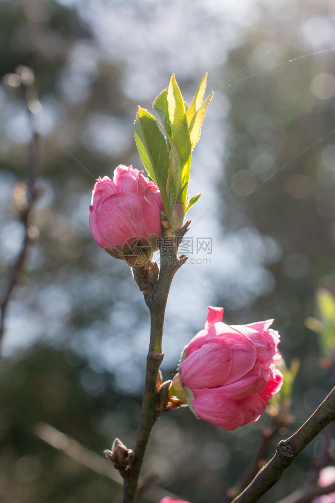 春季花朵图片