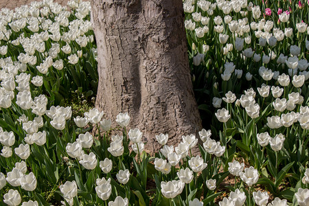 春季的树干周围滚图利普花朵背景图片