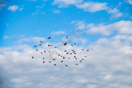 鸟群在天空中飞翔图片