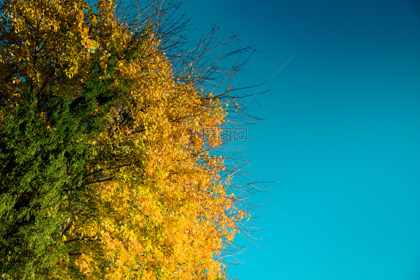 树叶顶端有天观树枝的叶图片