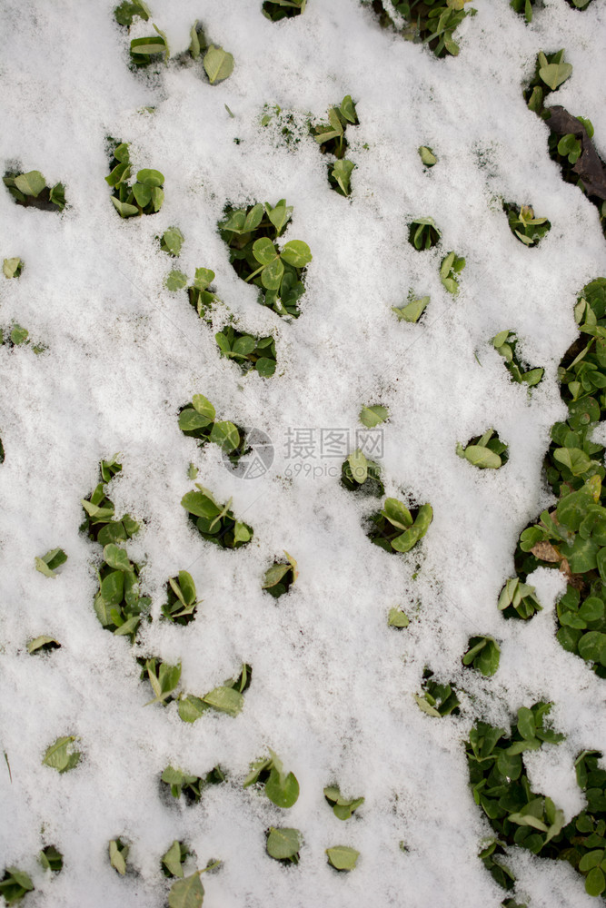 寒冬的青草上白雪图片