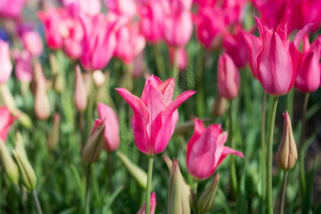 春时自然中的粉色新郁金香图片