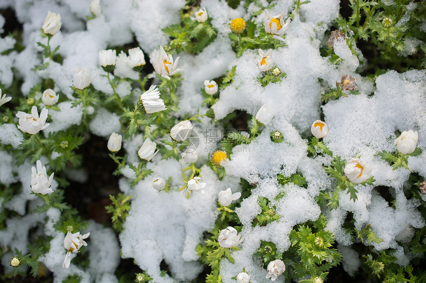 在花园下雪的春早期花朵图片