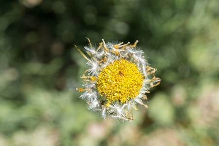 花朵多彩盛开的野生春花背景图片