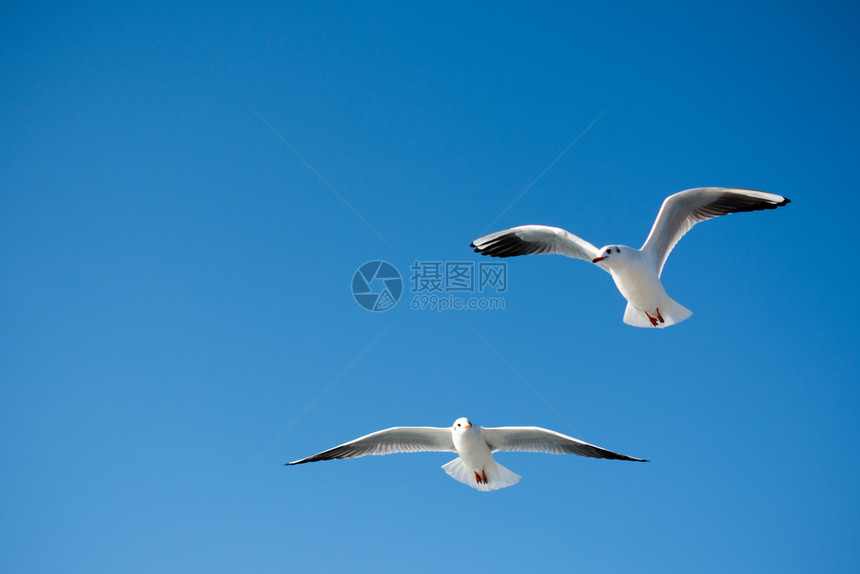 海鸥对等在天空背景下飞行图片