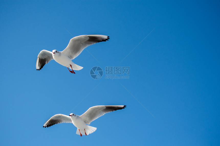 海鸥对等在天空背景下飞行图片