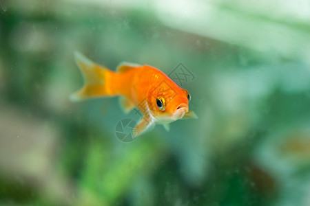 在水族馆游泳的丰富多彩鱼类背景图片