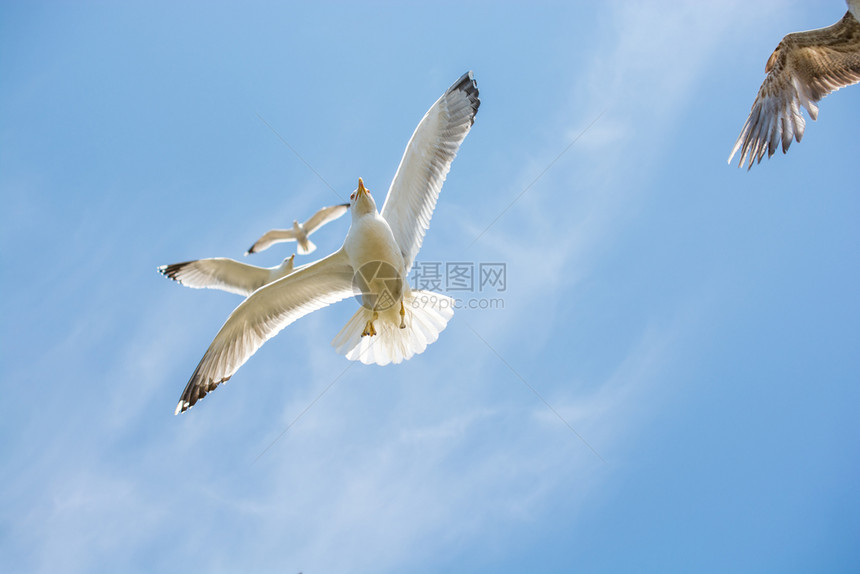 海鸥以背景为在天空中飞翔图片