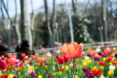 春天自然界不同颜色的郁金香高清图片