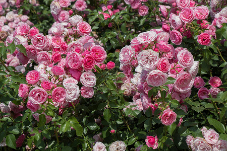 春花园里闪耀着一束美丽的玫瑰花背景图片