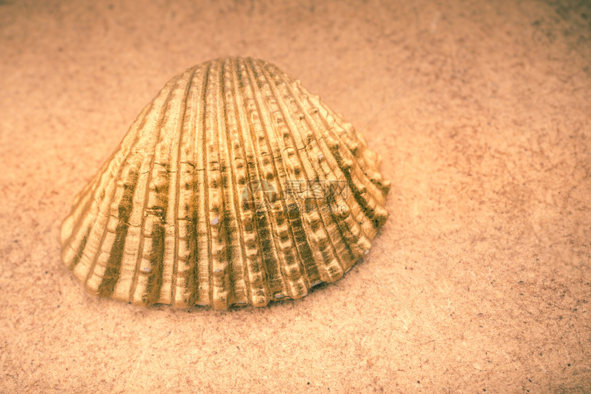 棕色背景的小金贝壳图片