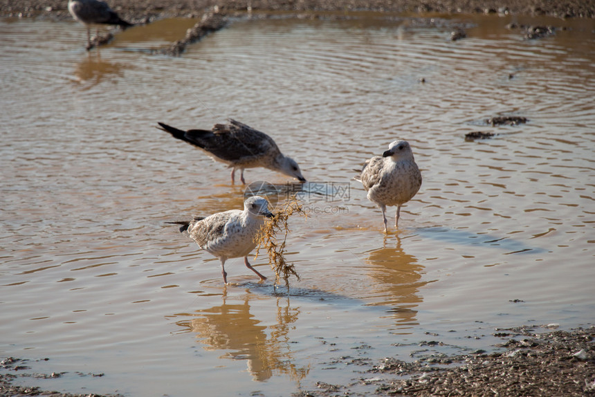 海鸥在地面上用泥水填满了海鸥图片