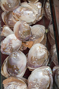 各种类的鲜花小贝壳图片