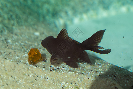 美丽的多彩鱼类在水族馆环境中游泳背景图片