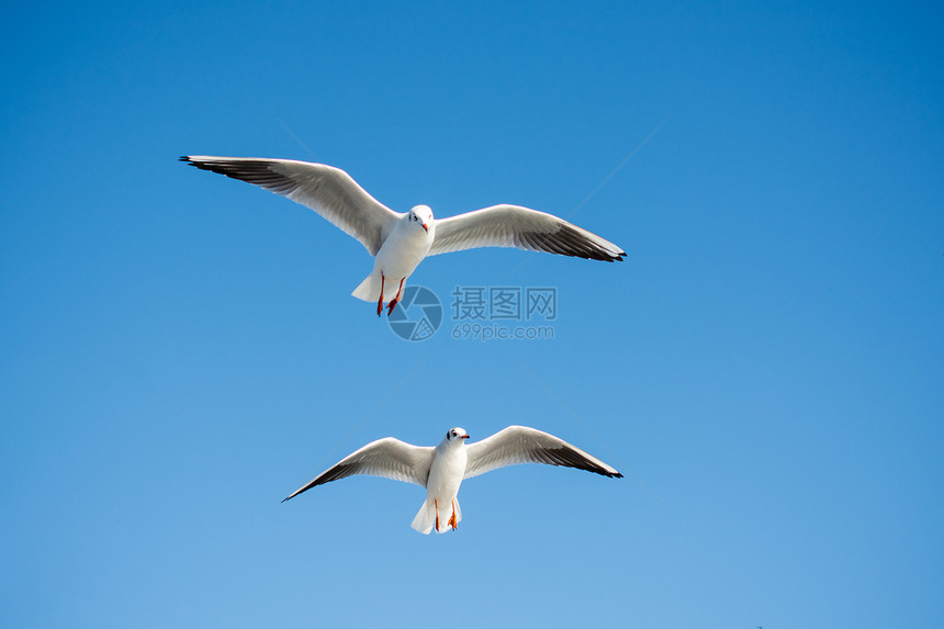 海鸥以蓝天为背景在飞行图片