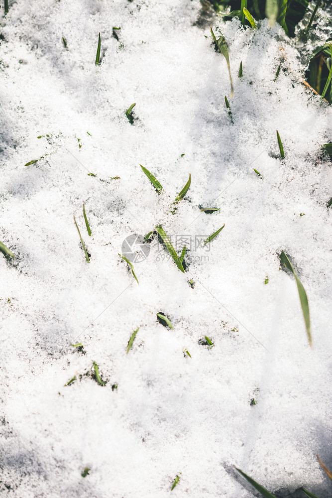 寒冬的青草上白雪图片