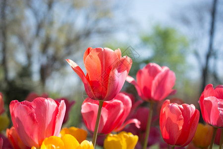 春时自然中的粉色新郁金香背景图片