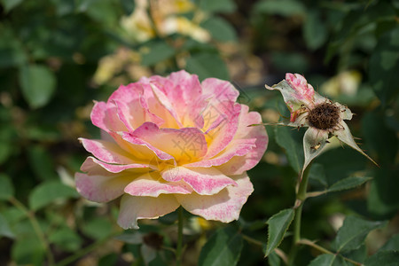 在花园自然背景中盛开的美丽多彩玫瑰图片