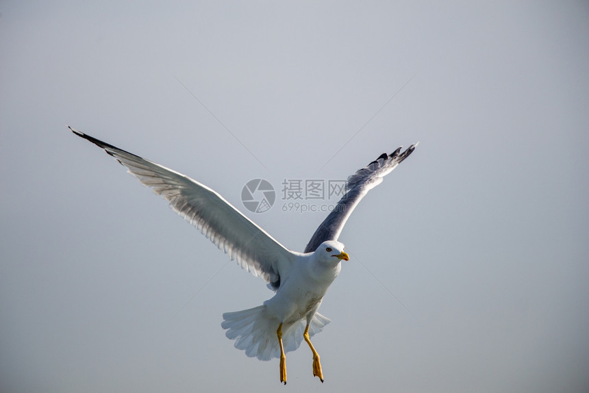 单海鸥作为背景在天空中飞行图片