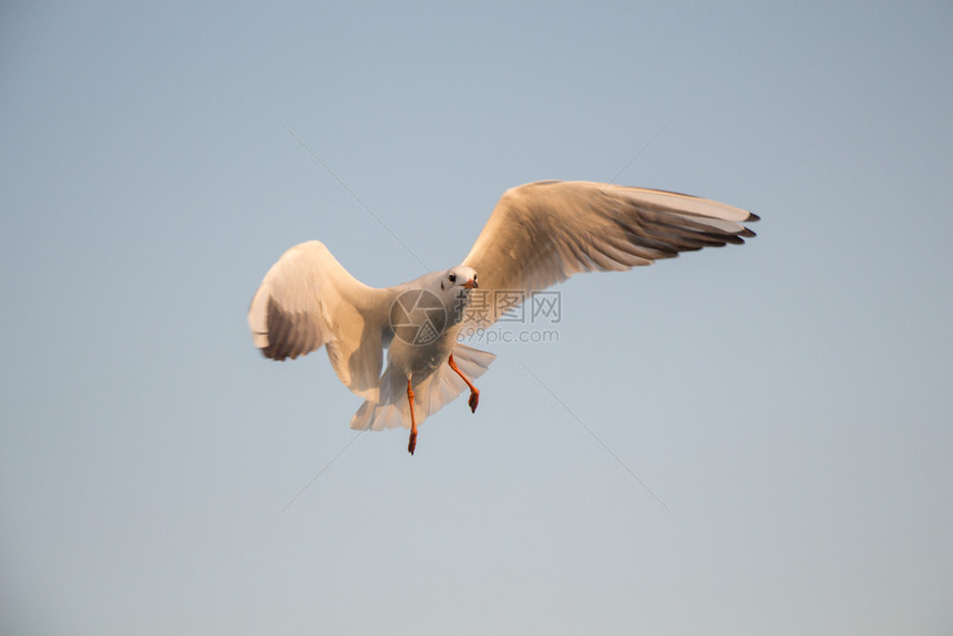 单海鸥作为背景在天空中飞行图片