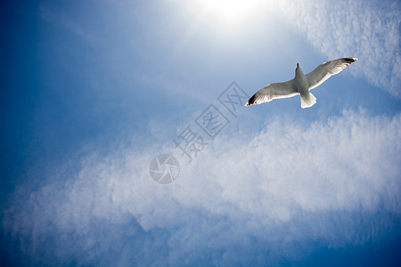 蓝色天空中美丽的海鸥图片