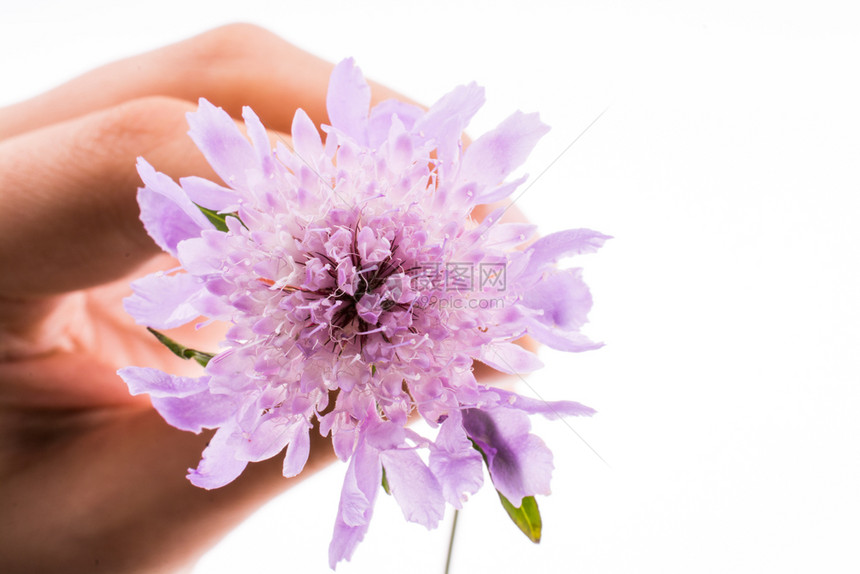手持白色背景的紫花图片