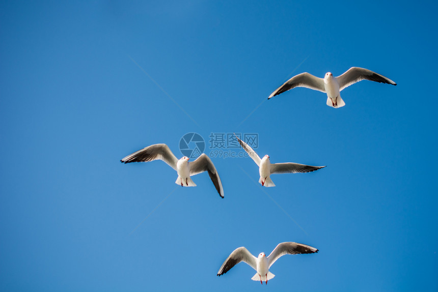 海鸥作为背景在天空中飞翔图片