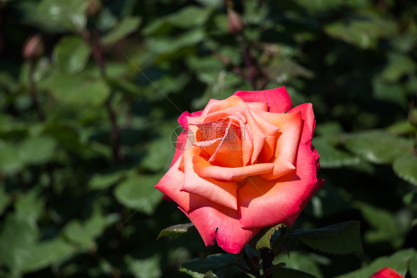 花园背景的美丽多彩玫瑰花图片
