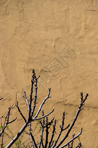 以树的一部分作为背景的墙壁背景图片