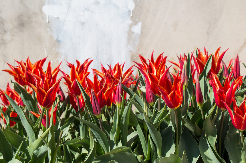 红色郁金香在花园的春天闪亮图片