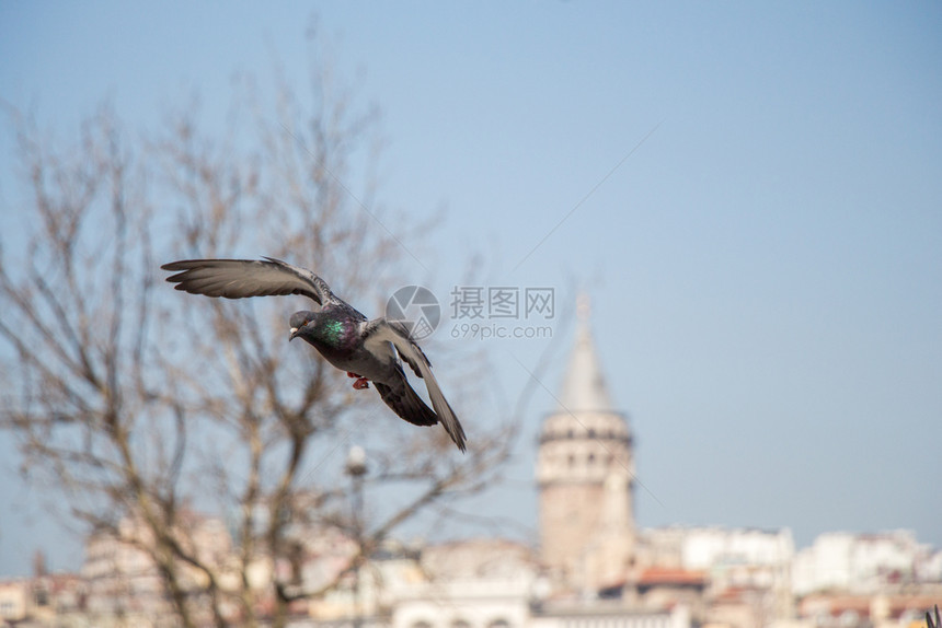 空中一只鸽子翅膀张开图片